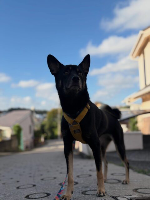 Dogs make me sooo happy🐕‍🦺🩷ずっと見ていられるよな〜わんわんたち。ハンナは行動範囲が狭いけど、その中でも唯一無二の親友に出会えたことに感謝😊いつまでも元気でいてね！
#イッヌ #lovemyfamily #保護犬