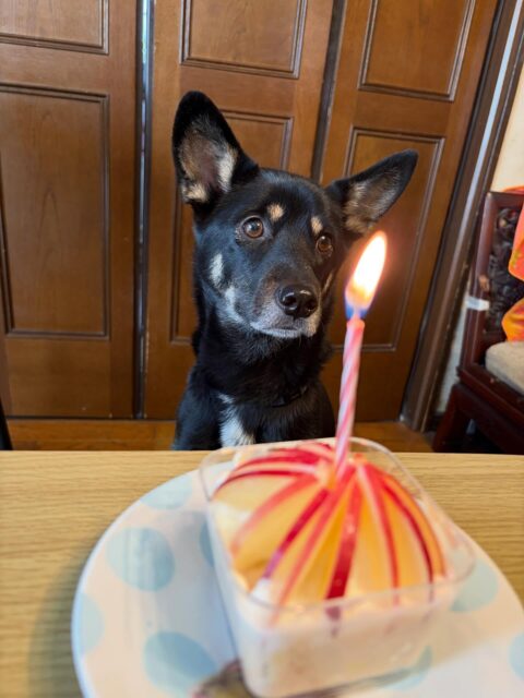 Happy Birthday Hannah🥰🎉🎂ハンナ5才になりました😊😲我が家のお姫様👸w楽しい毎日をありがとう🐕‍🦺💞これからもよろしくね😊

#happybirthday #myfamily #保護犬